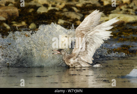 Eisbär (Ursus maritimus) angreifenden glaucous Möwe (Larus hyperboreus) in Wasser, Svalbard, Norwegen, August. Sequenz 3/3 Stockfoto