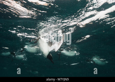 Brunnich die trottellumme (Uria lomvia) Tauchen Unterwasser, Svalbard, Norwegen, Juli. Stockfoto