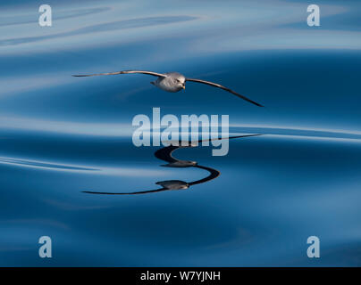 Northern Eissturmvogel (Fulmarus glacialis) Fliegen über Storfjorden, Svalbard, Norwegen, Juni. Stockfoto