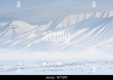 Svalbard Alpenschneehuhn (Lagopus muta hyperborea) Ernährung, Spitzbergen, Svalbard, Norwegen, März. Stockfoto