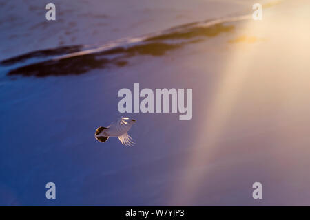 Svalbard Alpenschneehuhn (Lagopus muta hyperborea) Männliche fliegen, Spitzbergen, Svalbard, Norwegen, März. Stockfoto