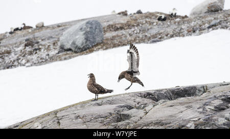 Great skua (Eulen skua) umwerben im Schnee, Westküste von Spitzbergen, Norwegen, Juni. Stockfoto