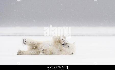 Eisbär (Ursus maritimus) Rubbing Auge und Stretching im Frühjahr Schnee, Svalbard, Norwegen, Juni. Stockfoto