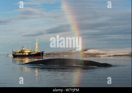 Rainbow Umformen in Atem der Blauwal (Balaenoptera musculus). Im Hintergrund das Expeditionsschiff MS Origo führt Touristen, die in der Arktis, Hinlopen, Svalbard, Norwegen, August. Stockfoto