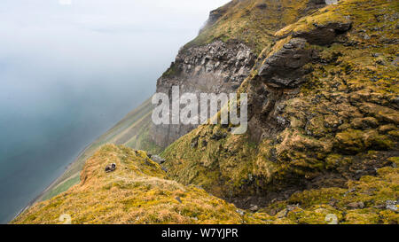 Polarfuchs (Alopex lagopus) in der Nähe von Klippen ruht, Spitzbergen, Svalbard, Norwegen, Juni. Stockfoto