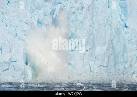 Gletscher kalben verursacht Dreizehenmöwe (Rissa tridactyla), um die Luft in die Panik zu nehmen, an der Westküste von Spitzbergen, Norwegen, August. Stockfoto