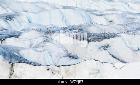 Schwarz-legged Dreizehenmöwe (Rissa tridactyla) Sammlung auf Monaco Gletscher, Spitzbergen, Svalbard, Norwegen, Juli. Stockfoto