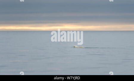 Eisbär (Ursus maritimus) Schwimmen in Richtung Open Water und einer ungewissen Zukunft auf Svalbard, Norwegen, Juli. Stockfoto