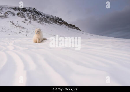 Polarfuchs (Alopex lagopus) ruhen im Schnee mit Wintermantel, Spitzbergen, Svalbard, Norwegen, April. Stockfoto