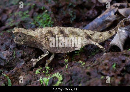 Braun blatt Chameleon (Brookesia superciliaris), Manombo Special Reserve, Madagaskar. Stockfoto