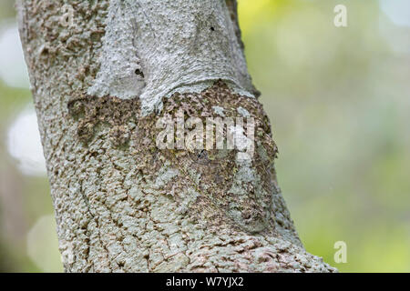 Moosige Leaf-tailed Gecko (Uroplatus sikorae) auf Zweig getarnt, Andasibe-Mantadia Nationalpark, Madagaskar. Stockfoto