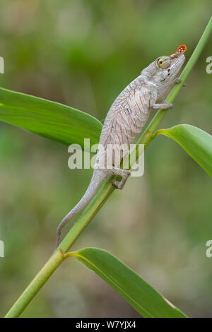 Lance - gerochen Chameleon (Calumna gallus) Weiblich, Vohimana finden, Madagaskar. Stockfoto