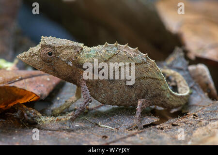 Braun blatt Chameleon (brookesia Nasus), Manombo Special Reserve, Madagaskar. Stockfoto