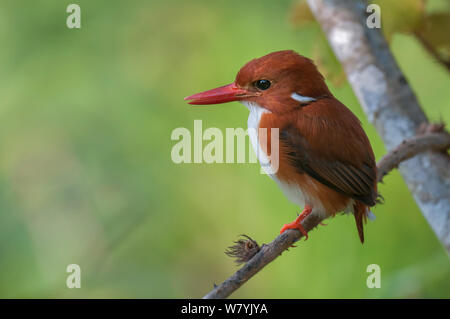 Madagaskar. Pygmy Kingfisher (Ispidina Madagaskar. iensis) thront, Vohimana finden, Madagaskar. Stockfoto