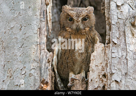 Madagascar scops Owl (Otus rutilus) im Baum Hohlraum, Kirindy Wald, Madagaskar. Stockfoto