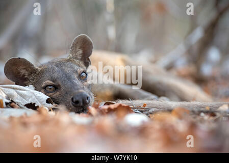 Fosa (Cryptoprocta ferox) ruhen auf dem Boden sind, Kirindy Wald, Madagaskar. Stockfoto