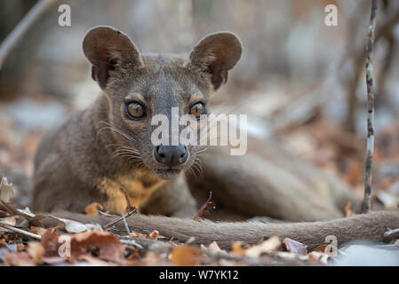 Fosa (Cryptoprocta ferox) ruhen auf dem Boden sind, Kirindy Wald, Madagaskar. Stockfoto