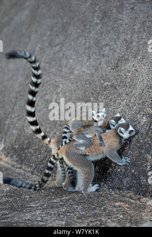 Ring-tailed Lemur (Lemur catta) Mutter Baby, an mineralischen Lecken, Anjaha Gemeinschaft Erhaltung Ort, in der Nähe von Ambalavao, Madagaskar. Stockfoto