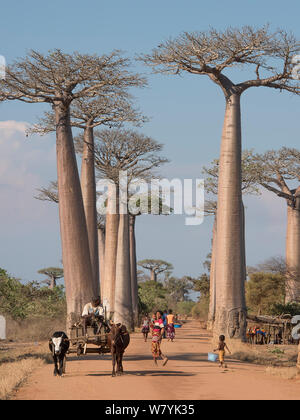 Die Menschen vor Ort mit Zebu Karren, Allee der Baobabs/Allee der Baobabs (Adansonia grandidieri), Morondave, Madagaskar. November 2014. Stockfoto