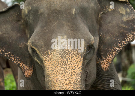 Sumatra Elefanten (Elephas maximus sumatranus) Nahaufnahme portrait. Rehabilitiert und domestizierten Elefanten von den Förstern zu patrouillieren, Wald und mit Touristen zu spielen verwendet. Tangkahan, Gunung Leuser NP, Sumatra, Indonesien. Stockfoto