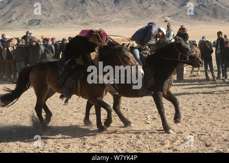 Zwei Adler Jäger auf Mongolischen Pferden in Tauziehen Spiel über tote Ziege während der buzkashi Spiele, am Adler Jäger Festival, in der Nähe von Sagsai, Bayan-Ulgii Aymag, Mongolei montiert. September 2014 .. Stockfoto