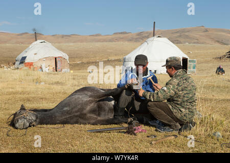 Zwei Pferdezüchter Hufbeschlag mongolische Pferd, am Fuße des Dungurukh Uul Berg, in der Nähe der Grenze zu China und Kasachstan, Bayan-Olgiy aymag und Mongolei. September 2014 .. Stockfoto