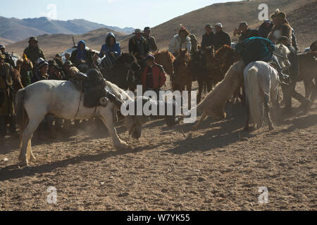 Zwei Adler Jäger auf Mongolischen Pferden in Tauziehen Spiel über tote Ziege während der buzkashi Spiele, am Adler Jäger Festival, in der Nähe von Sagsai, Bayan-Ulgii Aymag, Mongolei montiert. September 2014 .. Stockfoto