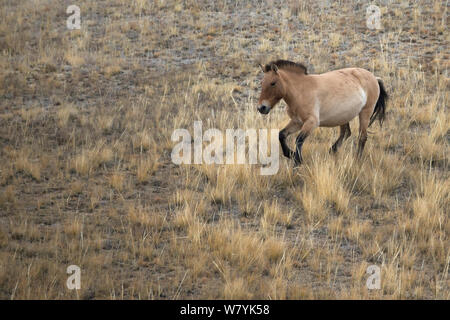 Wilden Przewalski-pferde/Takhi Pferd (Equus ferus Przewalskii) Mare galoppieren, hustai National Park, Tüv Provinz der Mongolei. Gefährdete Arten. September. Stockfoto