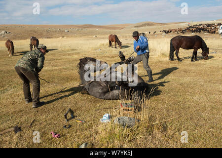 Zwei Pferdezüchter binden Mongolische Pferd zu Schuh ihm, am Fuße des Dungurukh Uul Berg, in der Nähe der Grenze zu China und Kasachstan, Bayan-Olgiy aymag und Mongolei. September. Stockfoto