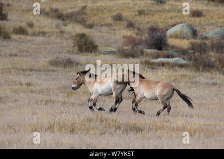 Zwei wilden Przewalski-pferde/Takhi Pferd (Equus ferus Przewalskii) Bachelor Hengste kämpfen spielen, hustai National Park, Tüv Provinz der Mongolei. Gefährdete Arten. September. Stockfoto