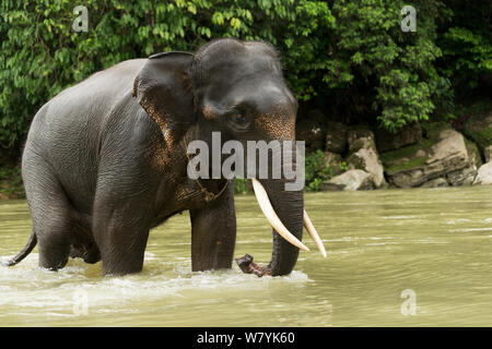 Sumatra Elefanten (Elephas maximus sumatranus) zu Fuß über den Fluss. Rehabilitiert und domestizierten Elefanten von den Förstern zu patrouillieren, Wald und mit Touristen zu spielen verwendet. Tangkahan, Gunung Leuser NP, Sumatra, Indonesien. Stockfoto