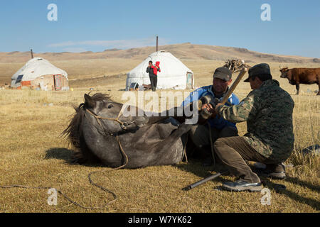 Zwei Pferdezüchter Hufbeschlag mongolische Pferd, lieing am Fuße des Dungurukh Uul Berg, in der Nähe der Grenze zu China und Kasachstan, Bayan-Olgiy aymag und Mongolei. September 2014 .. Stockfoto