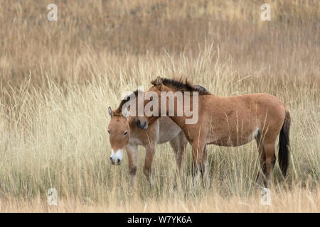 Zwei wilden Przewalski-pferde/Takhi Pferd (Equus ferus Przewalskii) Colte, hustai National Park, Tüv Provinz der Mongolei. Gefährdete Arten. September. Stockfoto
