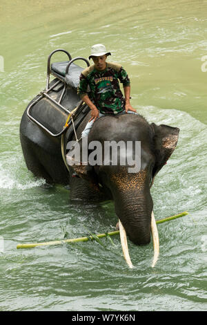 Ranger reiten Sumatra Elefanten (Elephas maximus) auf der anderen Flussseite, sumatranus. Rehabilitiert und domestizierten Elefanten von den Förstern zu patrouillieren, Wald und mit Touristen zu spielen verwendet. Tangkahan, Gunung Leuser NP, Sumatra, Indonesien. Stockfoto