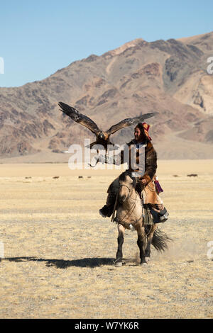 Eagle Hunter montiert auf Mongolische Pferd mit seinen weiblichen Steinadler (Aquila Chrysaetos) am Adler Jäger Festival, in der Nähe von Sagsai, Bayan-Ulgii Aymag, Mongolei zu konkurrieren ankommt. September 2014 .. Stockfoto