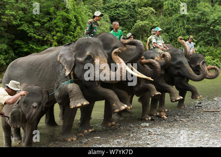 Sumatra Elefanten (Elephas maximus sumatranus) lehrte Füßen gleichzeitig zu erhöhen. Rehabilitiert und domestizierten Elefanten von den Förstern zu patrouillieren, Wald und mit Touristen zu spielen verwendet. Tangkahan, Gunung Leuser NP, Sumatra, Indonesien. Stockfoto