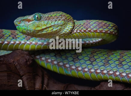 Papst's tree Viper (Ein älterer Name popeorum) unverlierbaren in Asien auftritt. Kleine Vervielfältigung nur. Stockfoto