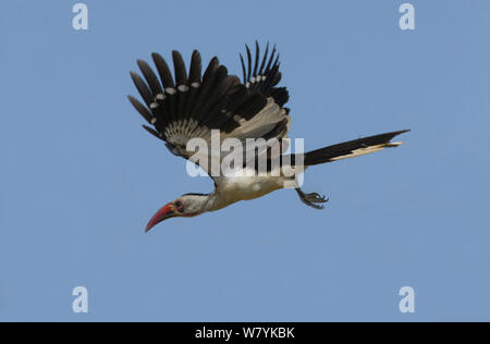 Red-billed Hornbill (Tockus erythrorhynchus) im Flug, Tarangire Nationalpark, Tansania. Februar. Stockfoto