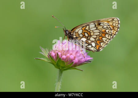 Nickerl&#39;s Fritillary (Melitaea/Mellicta Aurelia) ruht auf einem Scabious Blume (Scabiosa sp.) alpine Wiese, Sutjeska Park, Bosnien und Herzegowina, Juli. Stockfoto