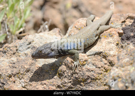 Männliche/westlichen Kanaren Teneriffa lizard Lizard (Gallotia galloti) Sonnenbaden auf den Lava Rock, Nationalpark Teide, Teneriffa, Mai. Stockfoto