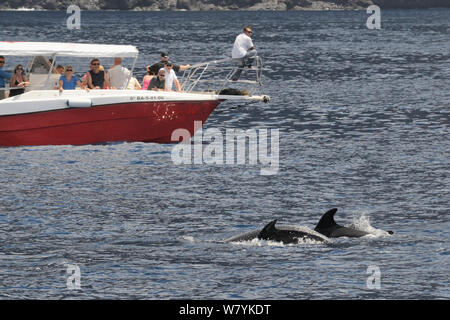 Zwei große Tümmler (Tursiops truncatus) auftauchen in der Nähe von Touristen auf Delphin- und Walbeobachtung Reise, Teneriffa, Mai. Stockfoto