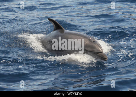 Großer Tümmler (Tursiops truncatus) auftauchen, Teneriffa, Mai. Stockfoto