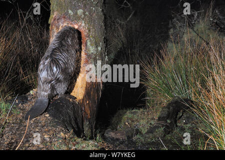 Eurasischen Biber (Castor Fiber) nagen am Baum in der Anlage in der Nacht, mit im Hintergrund Lodge, Devon Biber-Projekt, das von Devon Wildlife Trust, Devon, UK, März laufen. Von einer externen Kamera trap genommen. Stockfoto