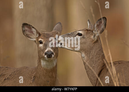 Weißwedelhirsche (Odocoileus virginianus) pflegen, November. Stockfoto