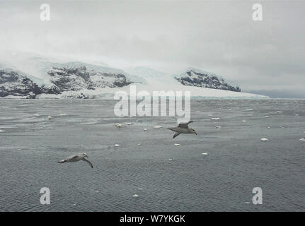 Südliche Eissturmvogel (Fulmarus glacialoides) fliegen, Sturge Island, Balleny Inseln, Antarktis, Februar. Stockfoto
