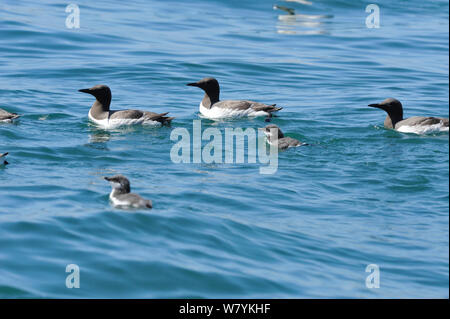 Trottellumme (Uria aalge) Gruppe mit Küken, leyn Halbinsel, Gwynedd, Wales, Großbritannien, Juli. Stockfoto