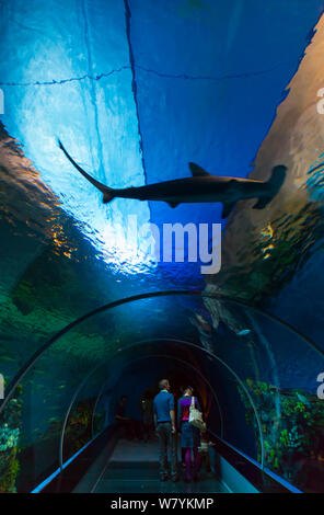 Große Hammerhai (Sphyrna mokarran) Schwimmen über Menschen in Unterwasser Tunnel, den Bla Planet Aquarium, Kopenhagen, Dänemark, Europa, September 2014. Stockfoto