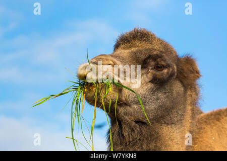 Baktrischen Kamel (Camelus bactrianus) essen Gras, Copenhangen Zoo, Dänemark, Europa. Captive, aus Zentralasien. Stockfoto