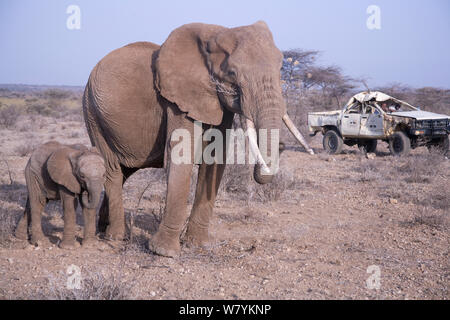 Daniel Lentipo, dabei Mutter und Kalb Afrikanischer Elefant (Loxodonta africana) fahren die ehemalige Forschung Fahrzeug von Bull Elephant in Samburu National Reserve, Kenia zerstört. August 2009. Model Released. Stockfoto