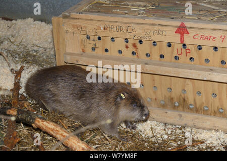 Ohr - schlagwörter Eurasischen Biber (Castor Fiber) von einem entflohenen Bevölkerung auf dem River Otter, die sich aus einer Kiste in einem Betrieb Pen nach durch einen Tierarzt Team aus dem Königlichen zoologischen Gesellschaft von Schottland, das geprüft wird, für Bandwürmer (Echinococcus Multilocularis). Devon Wildlife Trust, Devon, UK, März 2015. Stockfoto